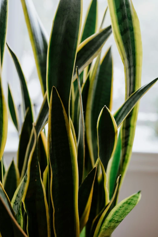 a potted plant with large green leaves in it