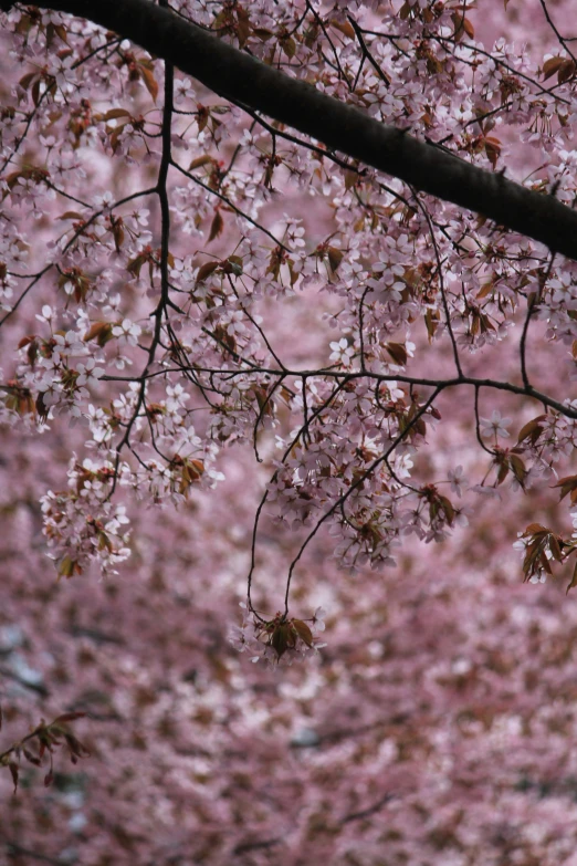 an umbrella sitting on a metal stand near some pink flowers