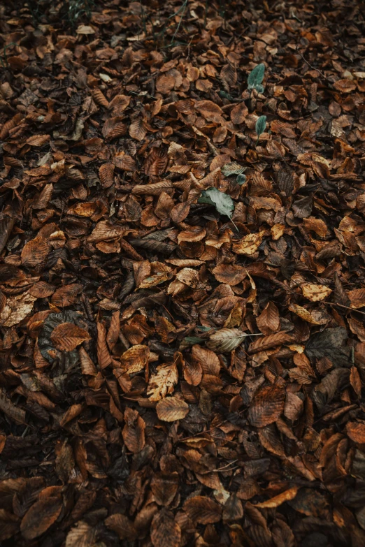 a brown and green cat is in a pile of brown leaves