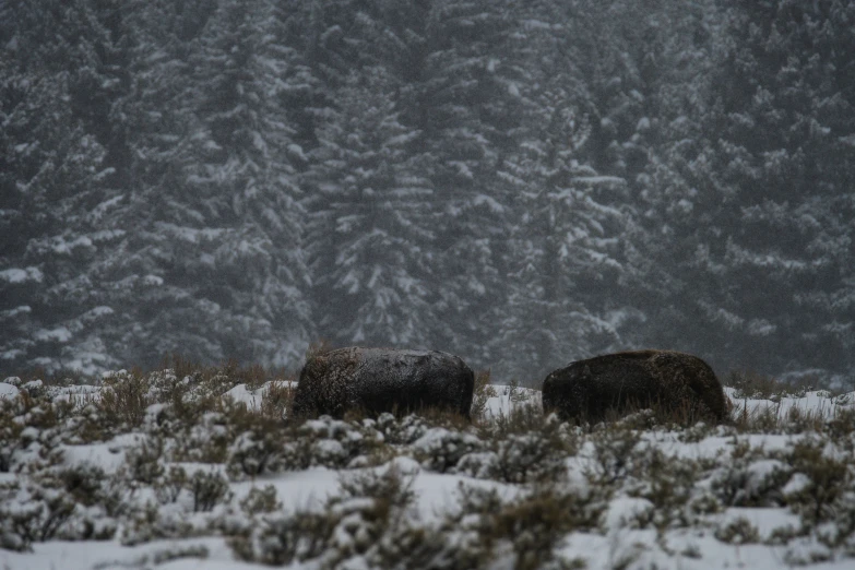 two bears walking through the woods in a wintery environment