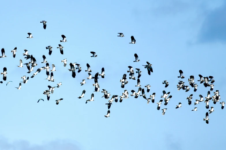 a flock of birds is flying high in the sky