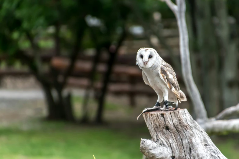 an owl sitting on top of a wooden stump