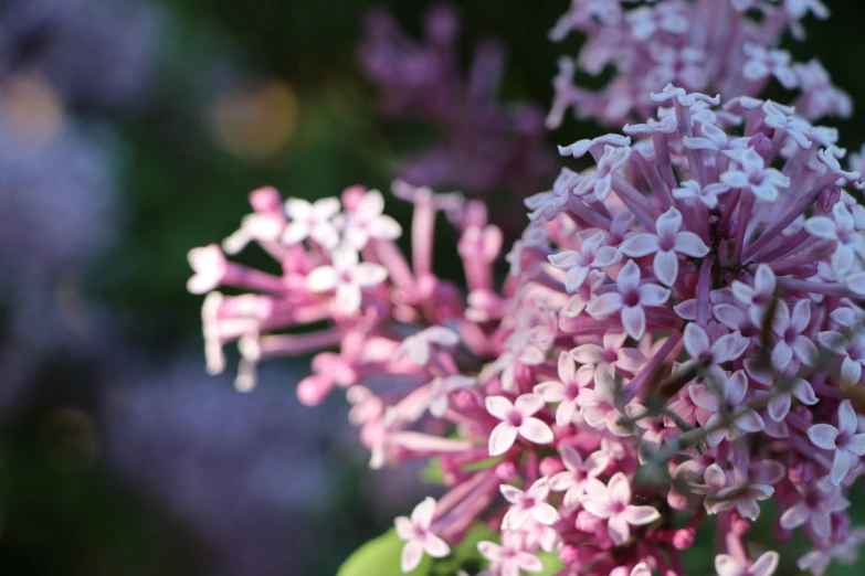 there is some very pretty purple flowers outside