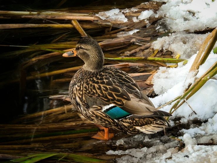 a duck standing on snow covered ground next to grass