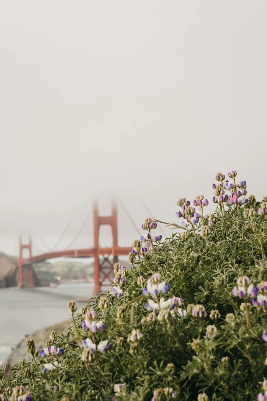 a bunch of small flowers next to the water