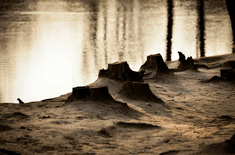 several trunks made from sand and the water