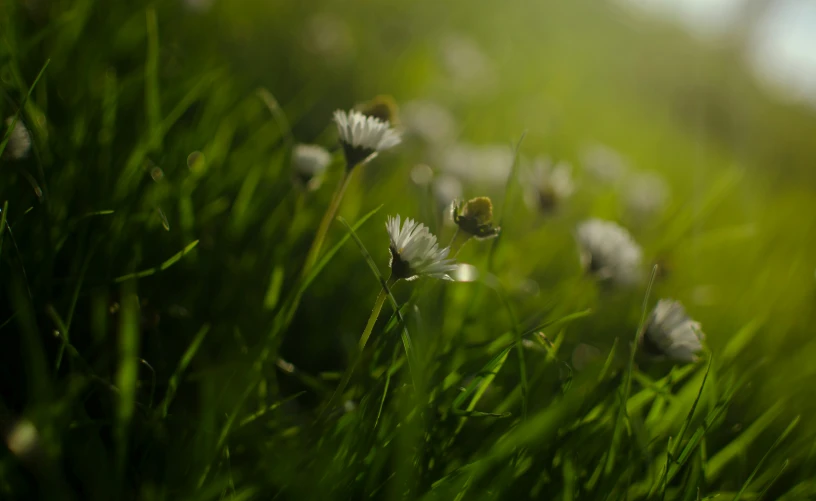 some grass and some white flowers with blurry background