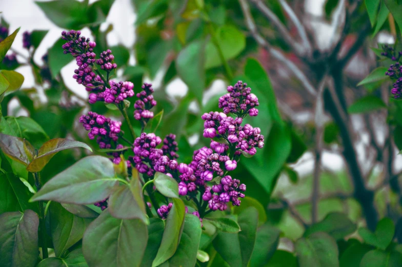 a close up of some purple flowers near green leaves