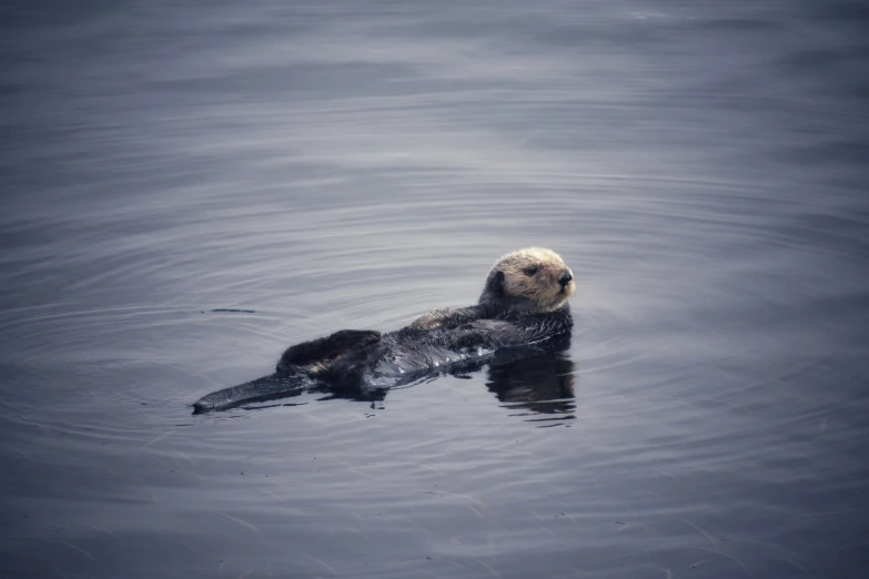 a small sea otter floating in the water