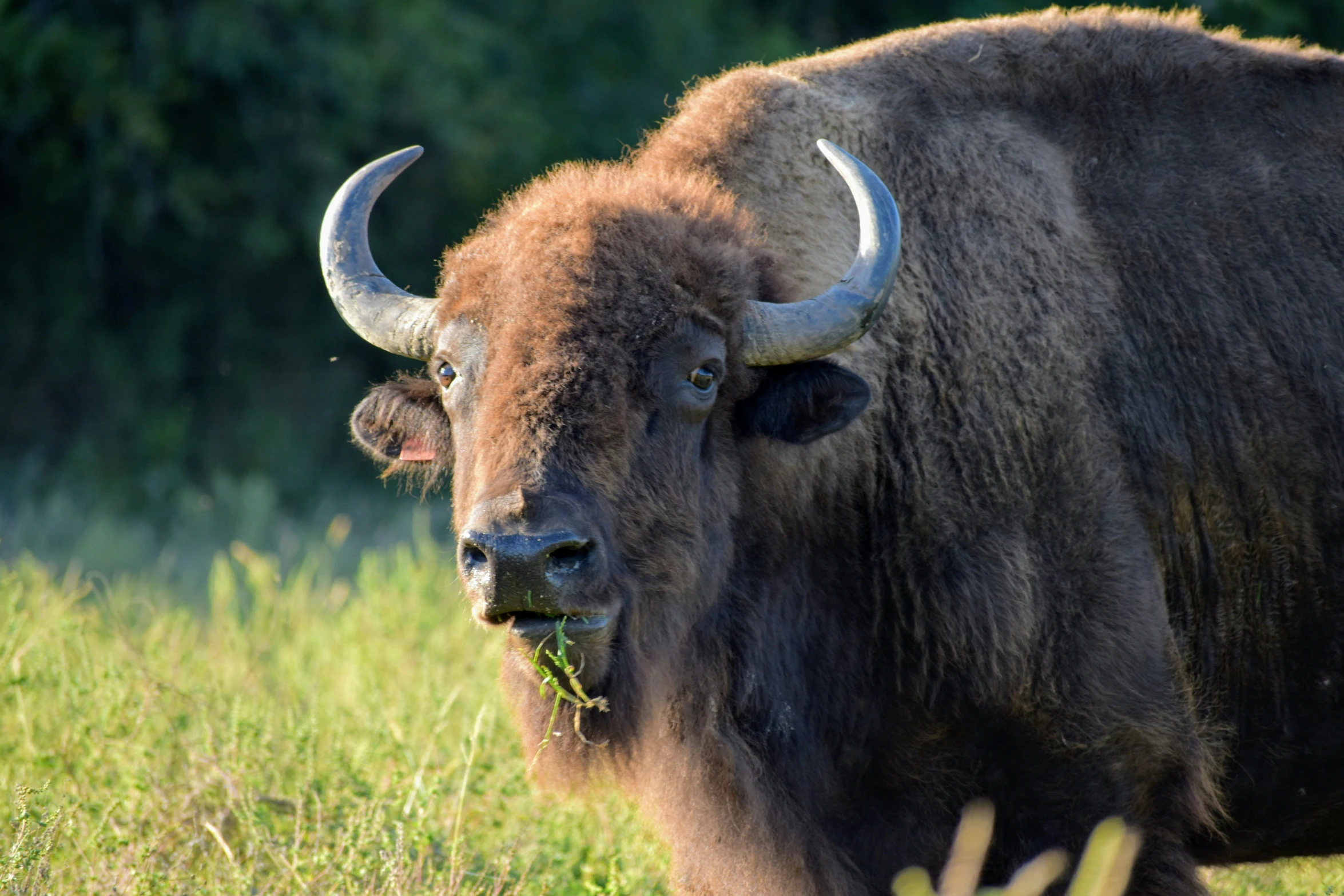 an ox standing in grass with its head turned