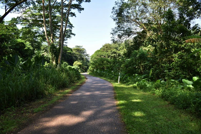 the sun shines down onto a pathway lined by trees