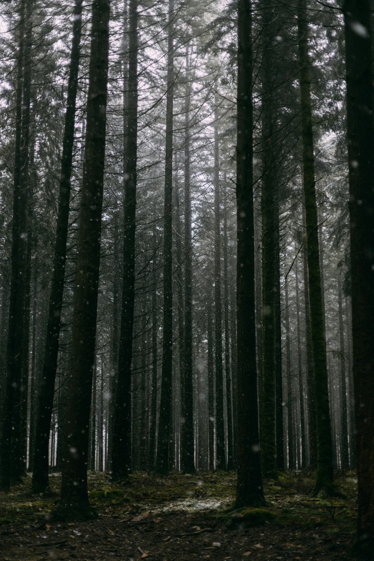 a forest filled with lots of tall trees