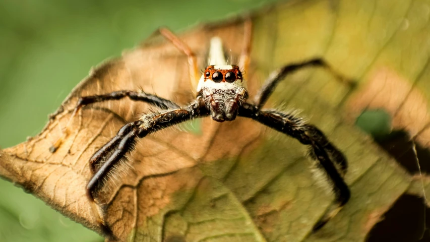 a close up s of a jumping spider on leaves