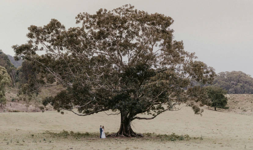 a tree is standing out in the open field