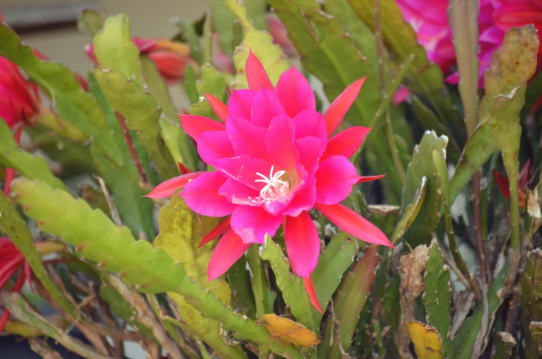 bright pink flowers blooming from a bush, with lots of leaves