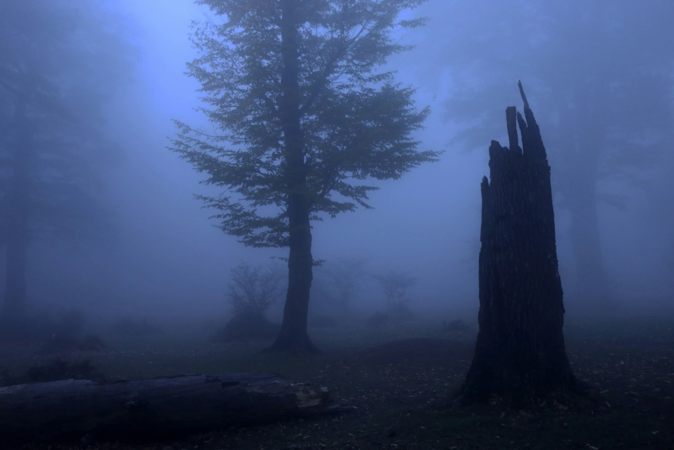 a group of tall trees on a foggy day