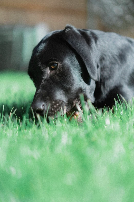 a black dog lying on top of a lush green field