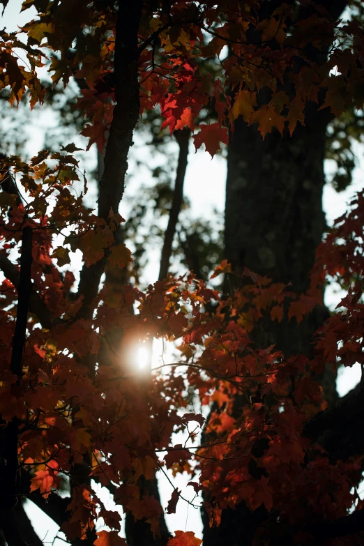 sunlight shines through the trees in autumn