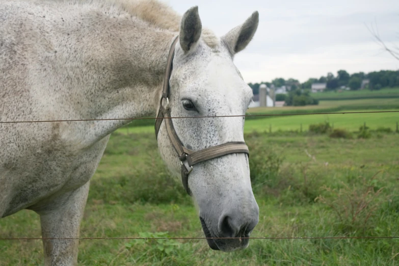 a white horse standing by the fence looking off to the distance