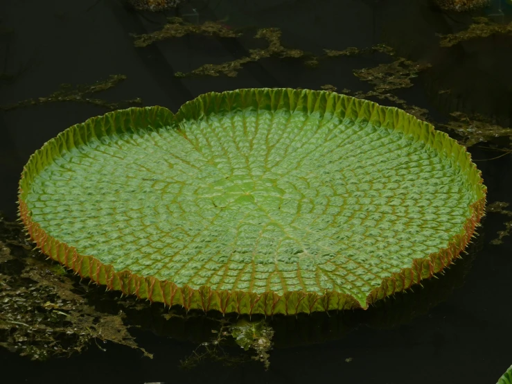 a green water lily leaf on top of the lily
