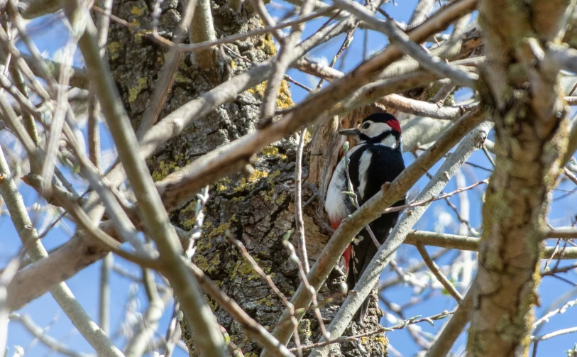 a woodpecker perches in the thick nches of a tree