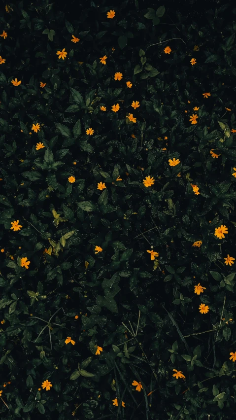 a field with yellow daisies under a dark sky