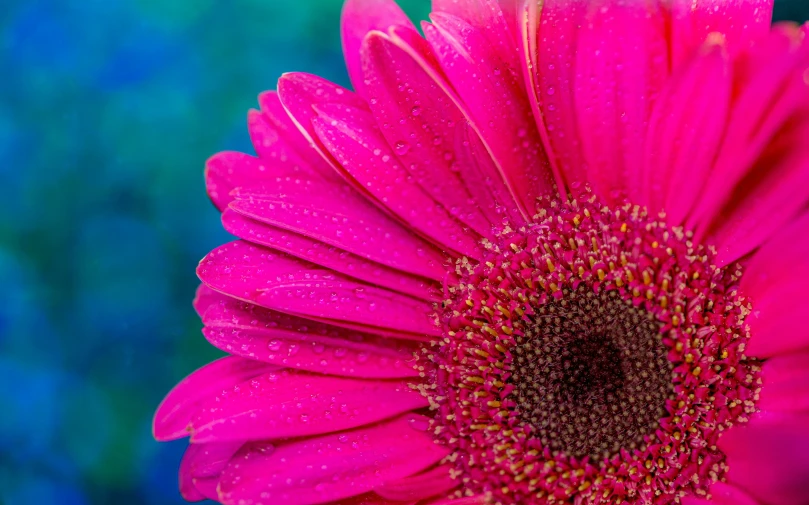 a close up po of the end of a pink flower