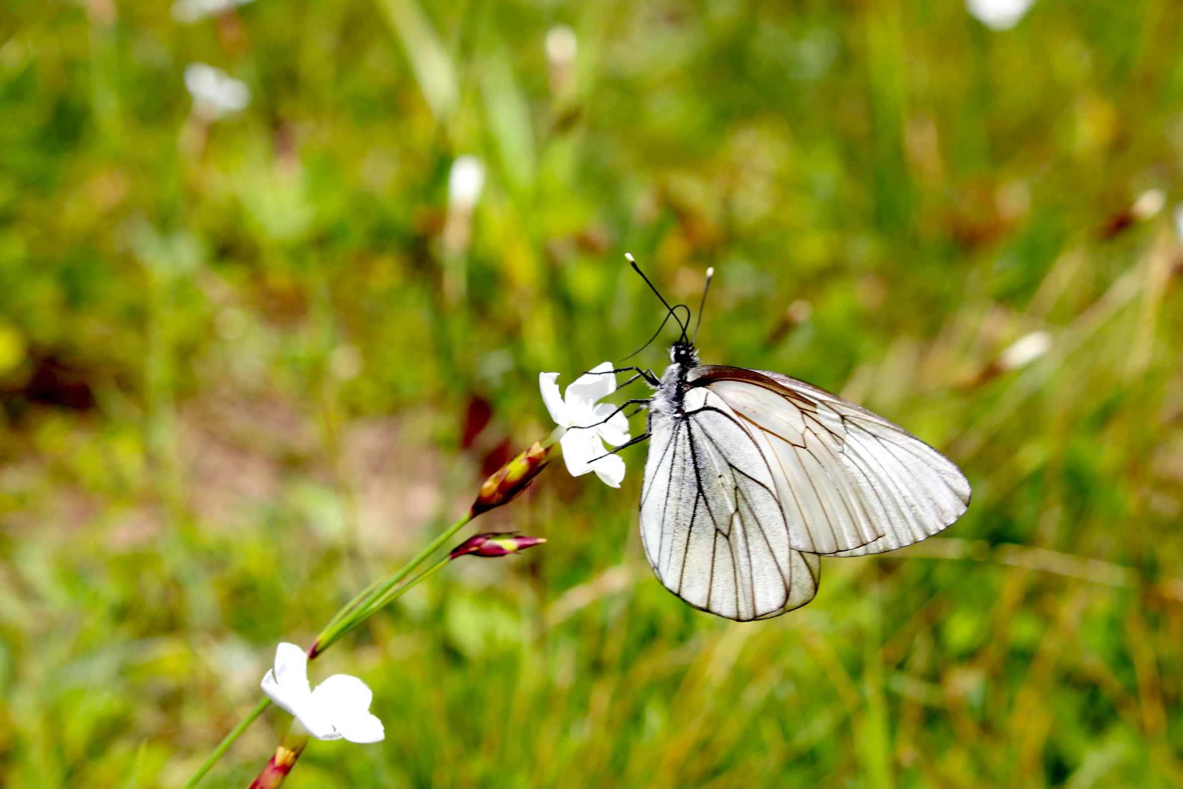 a white erfly with long wings sitting on a flower