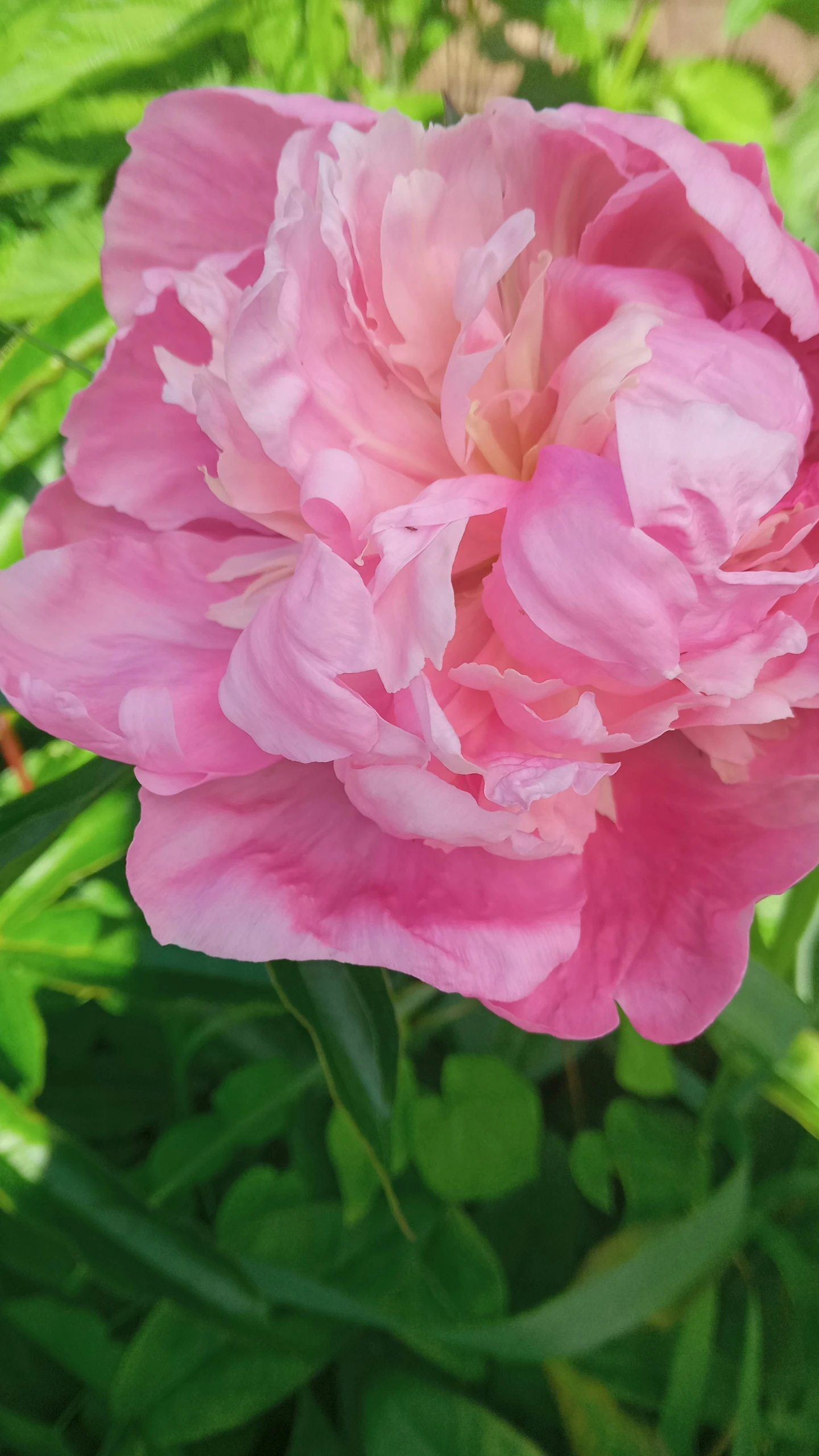 a pink flower is growing on the stems