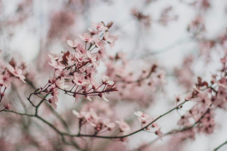 pink and white flowers are in the sky