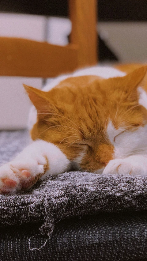 a brown and white cat laying down on a chair