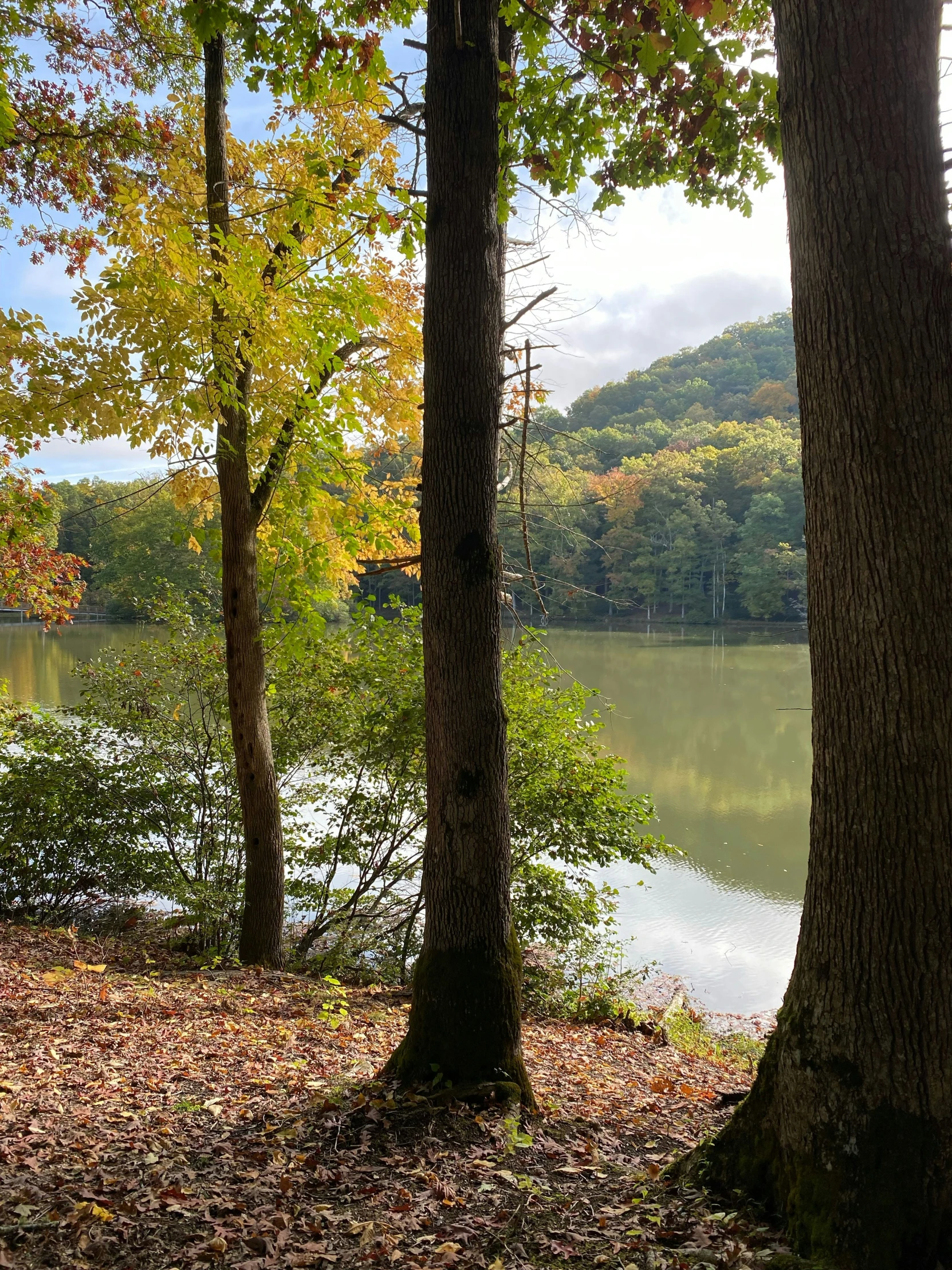 the woods are covered with leaves and water