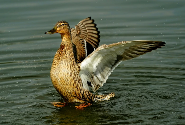 the duck is washing his wings on the water