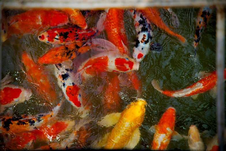 many different types of fish swimming inside of water