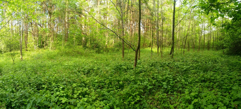 a lot of weeds in the middle of a forest