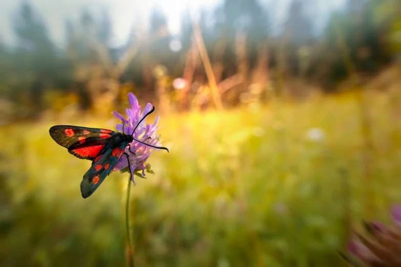 an orange and black insect sitting on purple flower