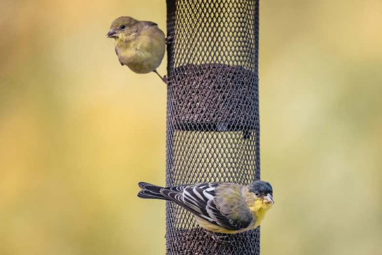 two birds on top of a bird feeder