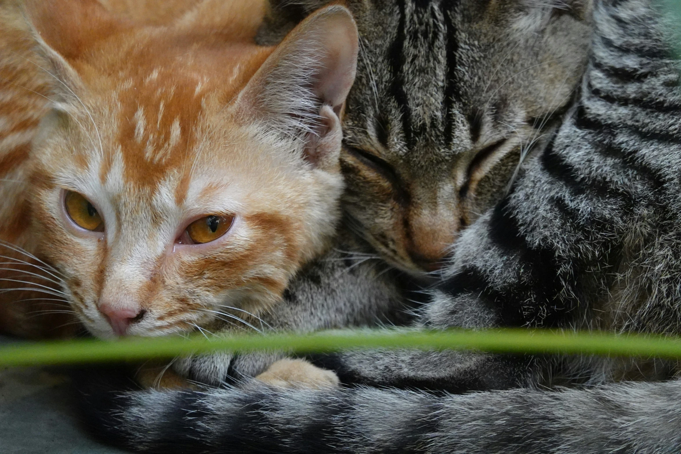 two cats are curled up and cuddling together