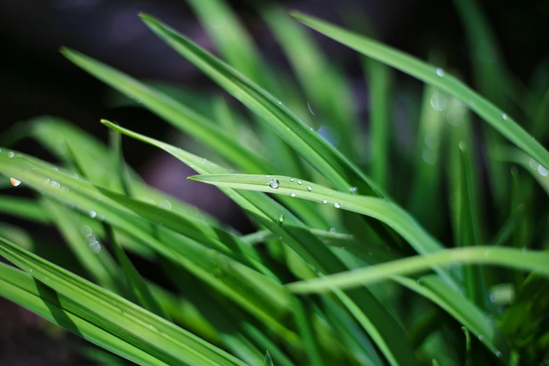 green grass with water droplets with dark background