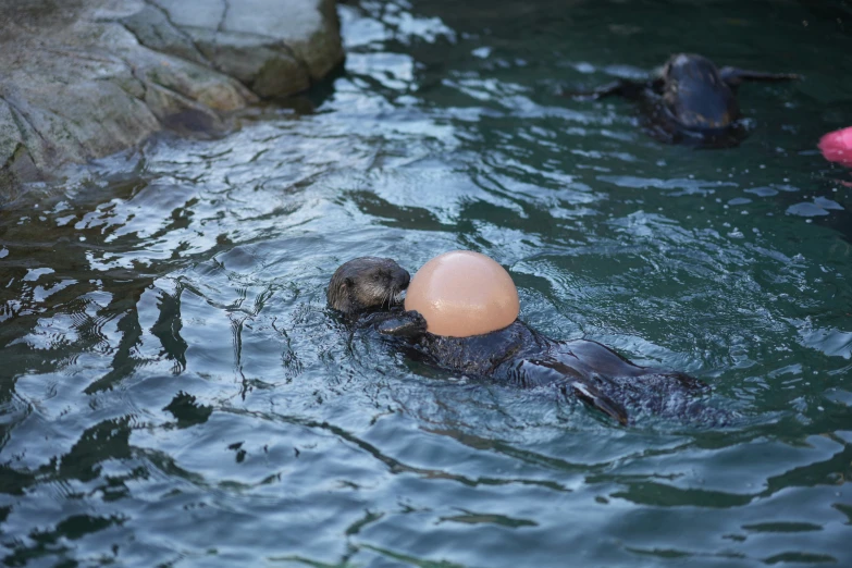 two animals in an exhibit with a ball floating in the water