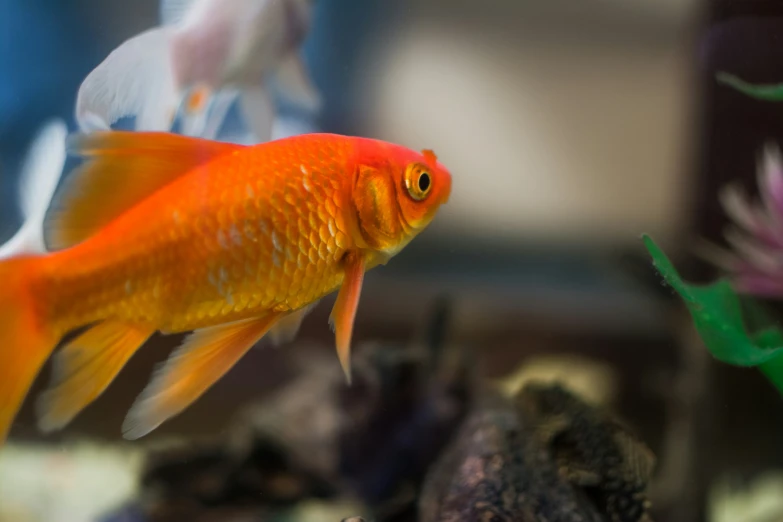 goldfish in an aquarium looking into the water