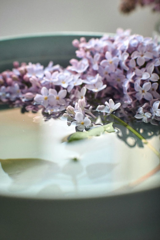 the hydrangeas are on the plate in front of it