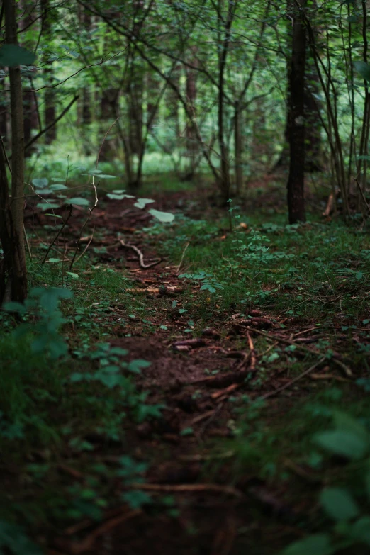 a path in a lush green forest covered in dirt and moss