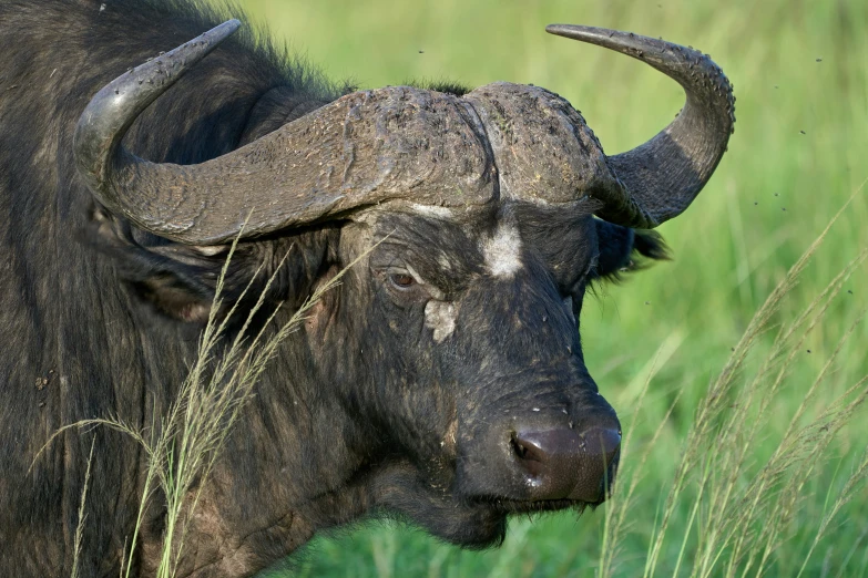 a large bull with long horns standing on a lush green field