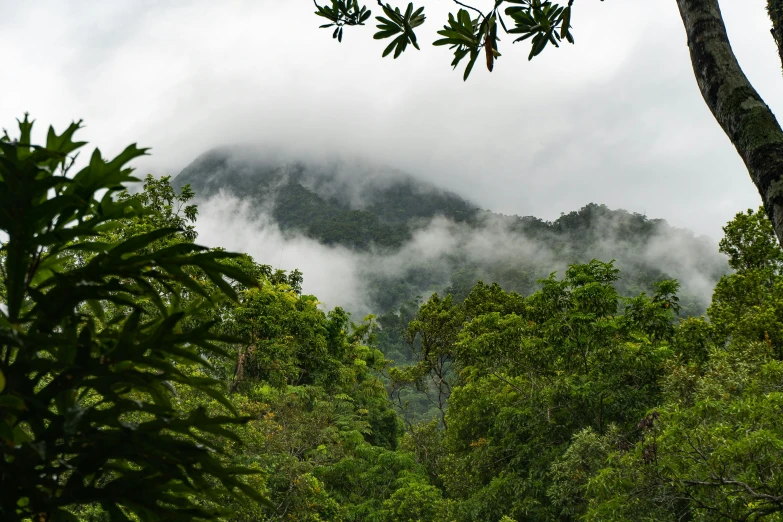 trees and mist covering the tops of a mountain