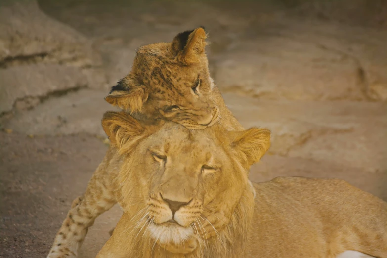 two lions in the sun at the zoo