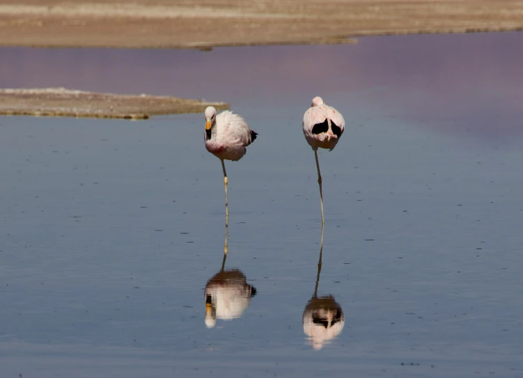 the flamingos are wading in water next to each other