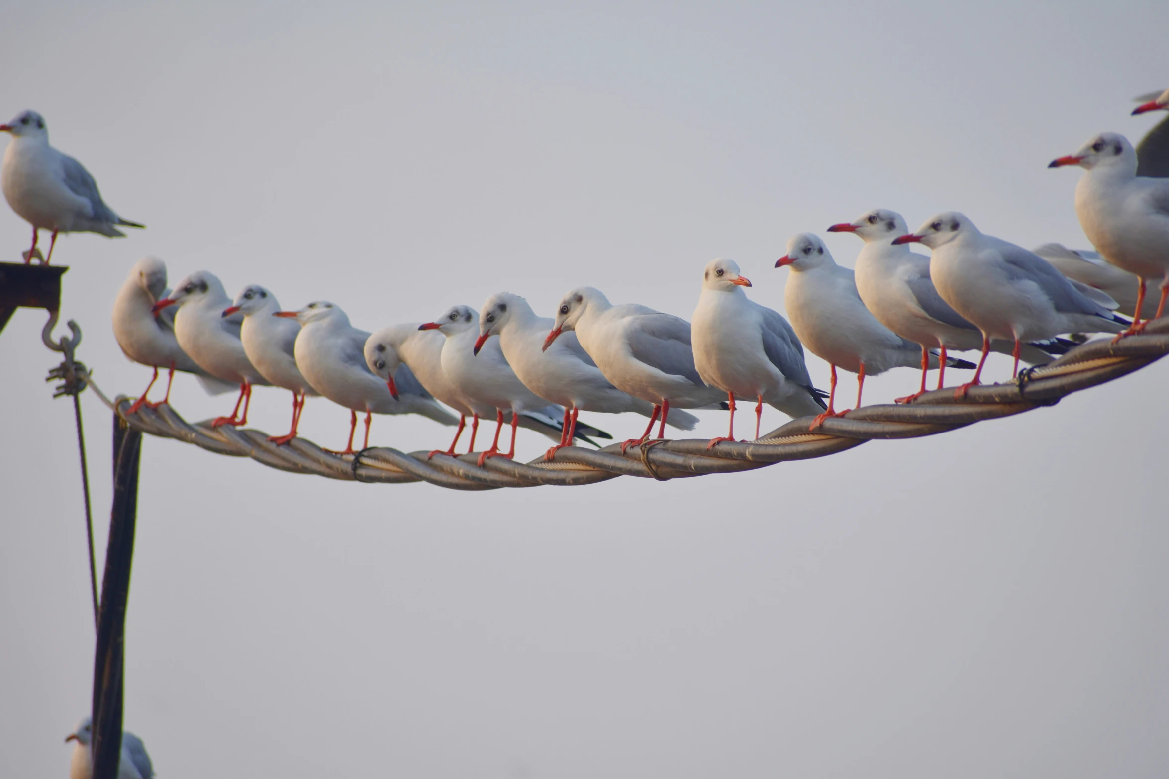 there are many birds on top of a power line