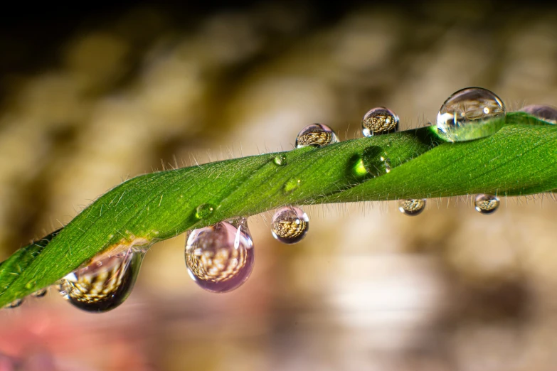 a single plant leaf with water droplets on it