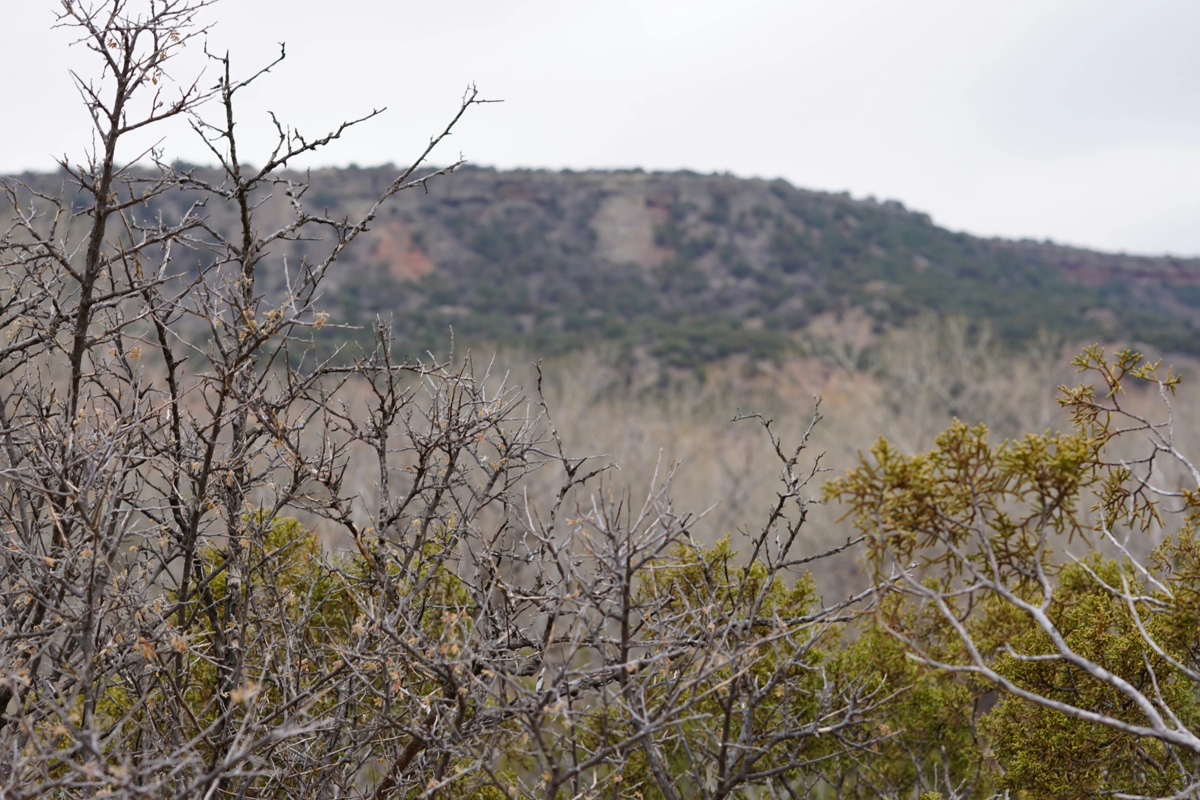 some vegetation on a hill side with mountains in the background